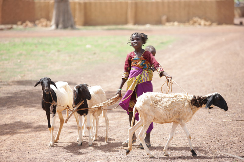 A child walks her three goats while carrying her little brother on her back