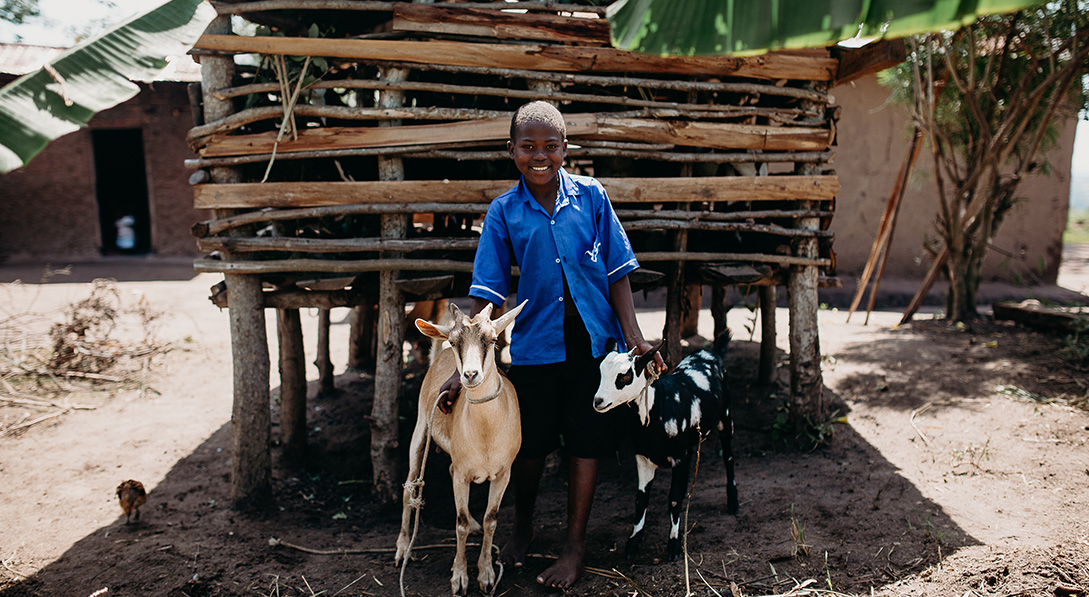 a boy stands with two goats