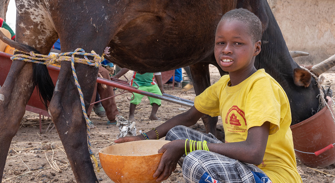 Awa milks a cow