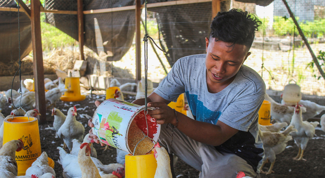 Toni pours chicken feed