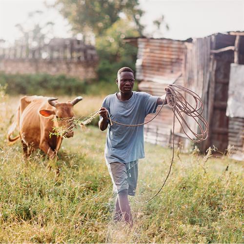 Davis with cow