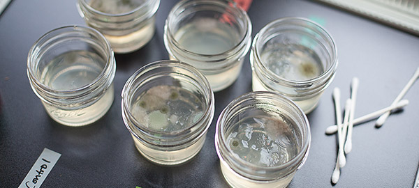 Small glasses filled with water that has mold floating on it