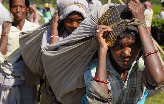 women carrying sacks of tea leaves on their backs