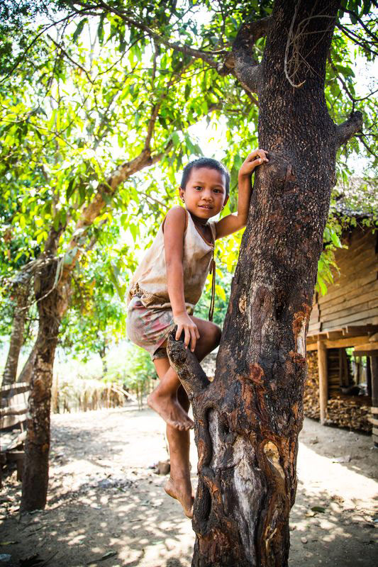 A boy climbs a tree